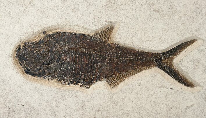 Diplomystus Fish Fossil - Wyoming #15126